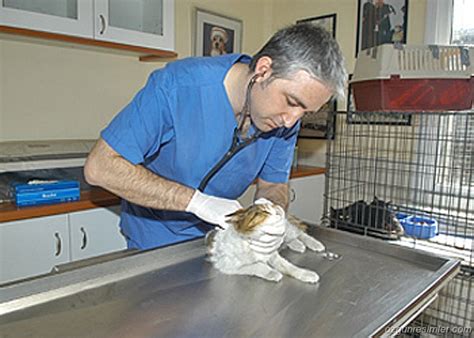 Beyoğlu belediyesi veteriner hizmetleri iletişim
